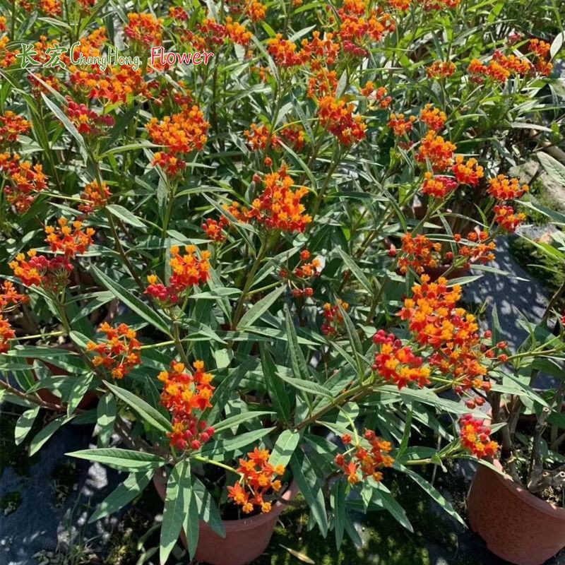 马利筋盆栽带花状元红金凤花芳草花四季庭院花境工程绿化花卉