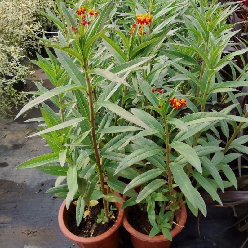 马利筋盆栽带花状元红金凤花芳草花四季庭院花境工程绿化花卉