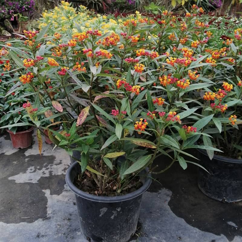 马利筋盆栽带花状元红金凤花芳草花四季庭院花境工程绿化花卉