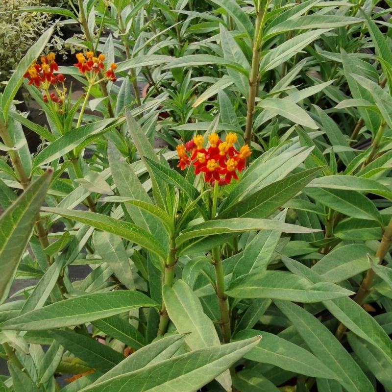 马利筋盆栽带花状元红金凤花芳草花四季庭院花境工程绿化花卉