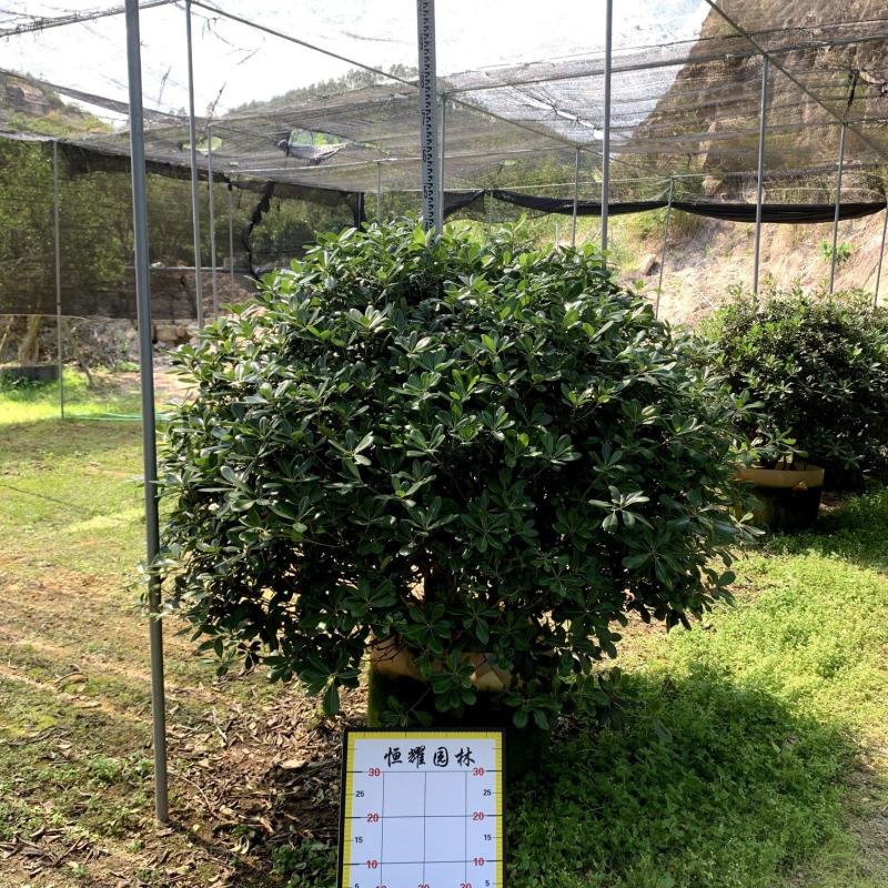 【海桐】各种规格福建漳州基地直发欢迎合作详谈