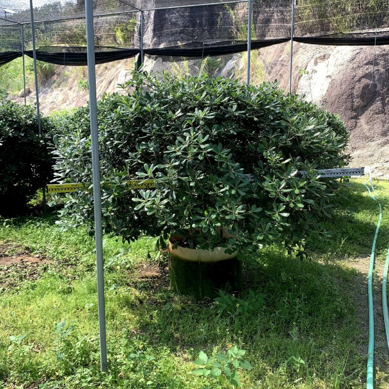 【海桐】各种规格福建漳州基地直发欢迎合作详谈