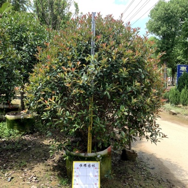 【红叶石楠火焰红红罗宾】各种规格欢迎咨询详谈