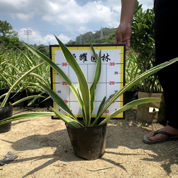【龙舌兰龙舌掌番麻】18杯各种规格欢迎合作详谈