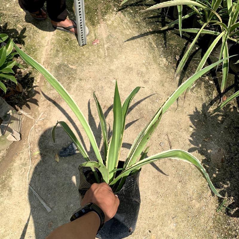 【龙舌兰龙舌掌番麻】18杯各种规格欢迎合作详谈