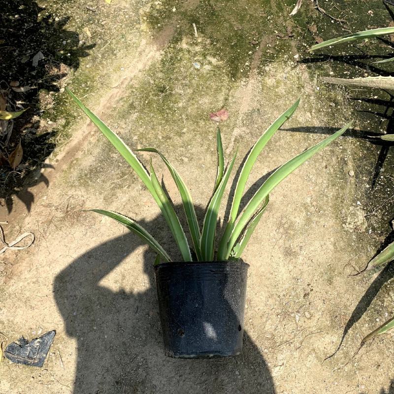 【龙舌兰龙舌掌番麻】18杯各种规格欢迎合作详谈