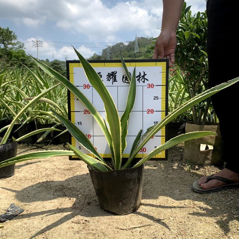 【龙舌兰龙舌掌番麻】18杯各种规格欢迎合作详谈