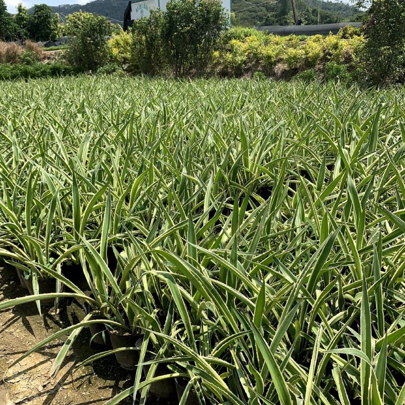 【龙舌兰龙舌掌番麻】18杯各种规格欢迎合作详谈