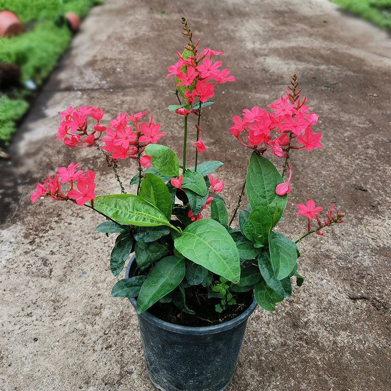 红雪花盆栽苗蓝雪花白雪花四季花卉阳台庭院花园耐寒植物好养