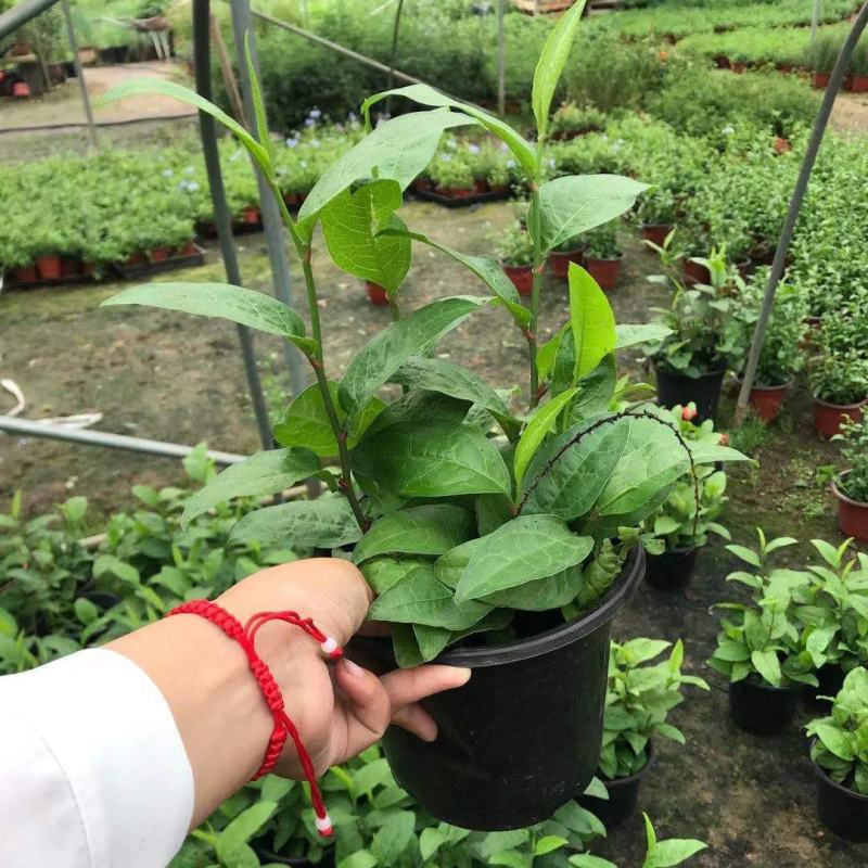 红雪花盆栽苗蓝雪花白雪花四季花卉阳台庭院花园耐寒植物好养