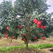 暹罗三红柚苗