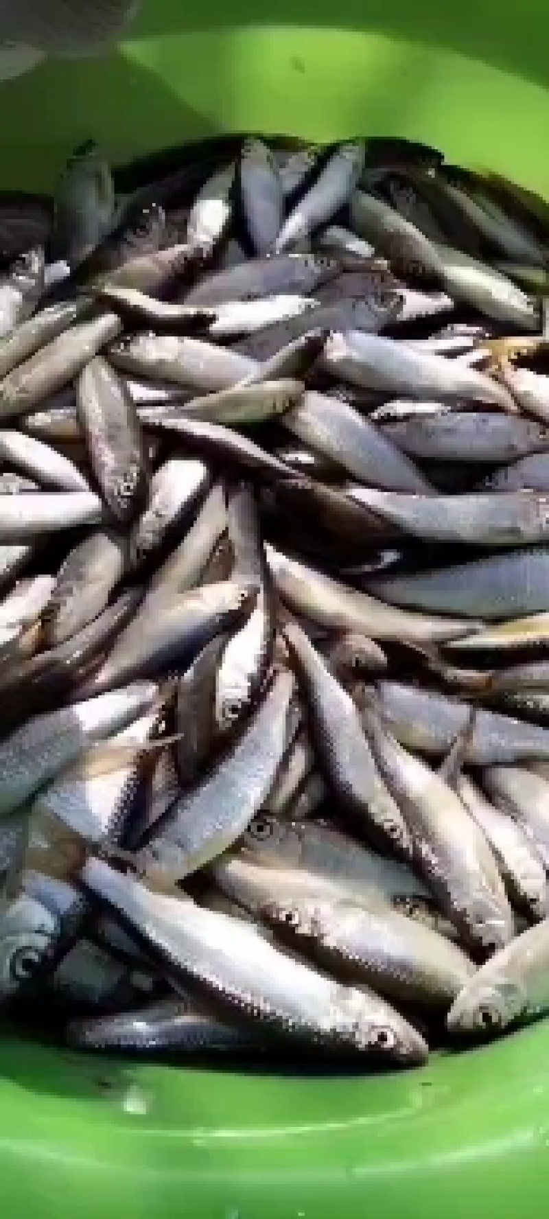 高山冷水溪水大嘴马口鱼小嘴马口鱼