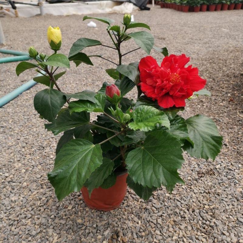 丹麦木槿扶桑花观赏盆栽花阳台客厅庭院四季开花