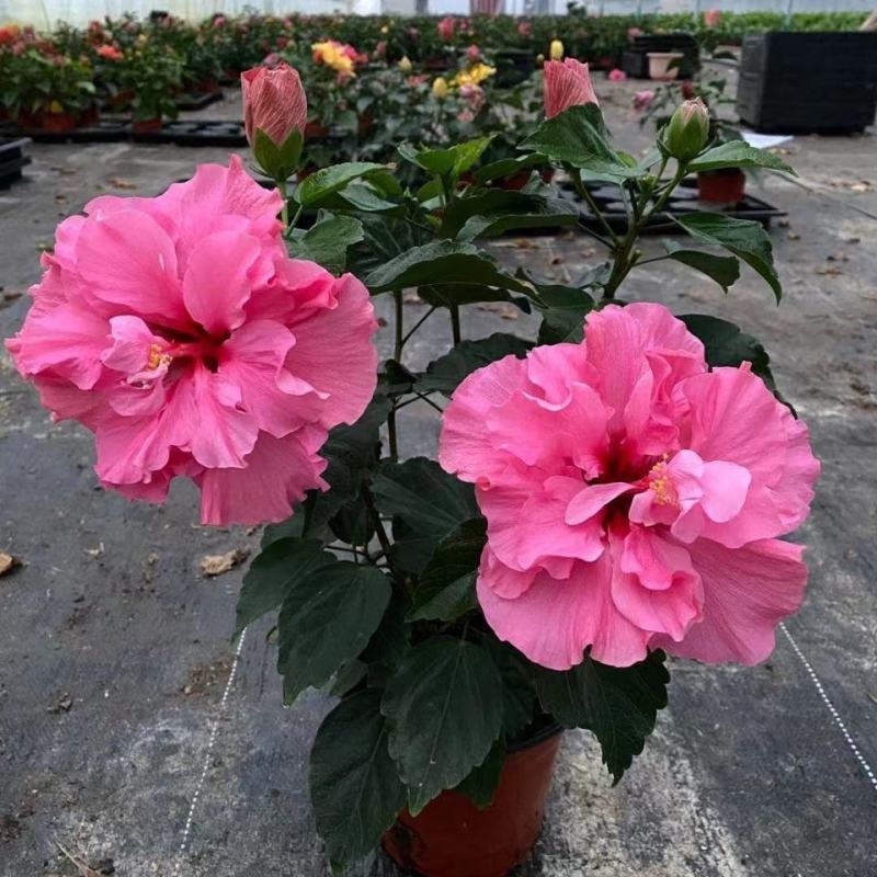 丹麦木槿扶桑花观赏盆栽花阳台客厅庭院四季开花