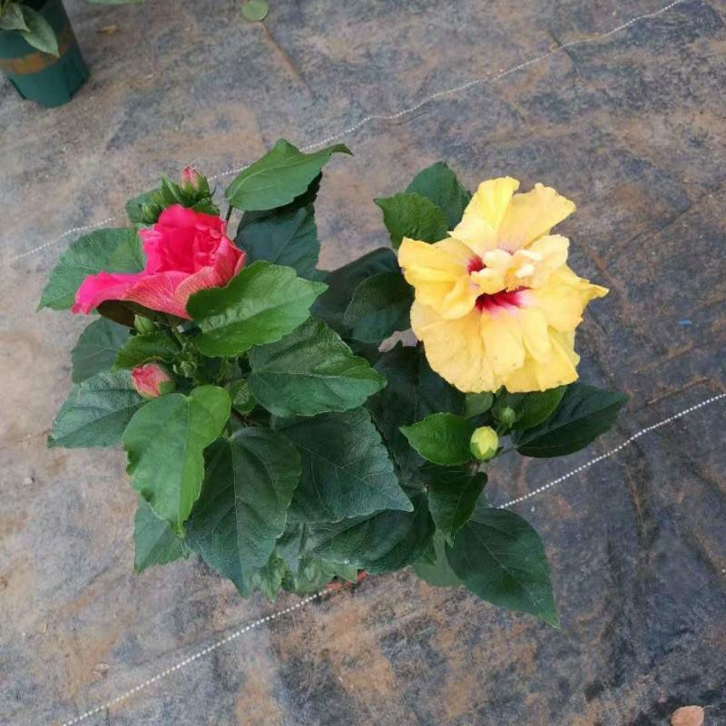 丹麦木槿扶桑花观赏盆栽花阳台客厅庭院四季开花