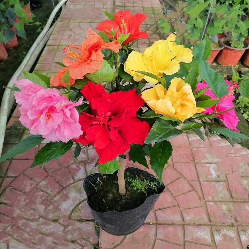 丹麦木槿扶桑花观赏盆栽花阳台客厅庭院四季开花