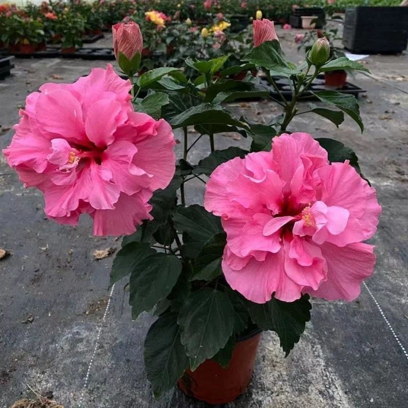 丹麦木槿扶桑花观赏盆栽花阳台客厅庭院四季开花
