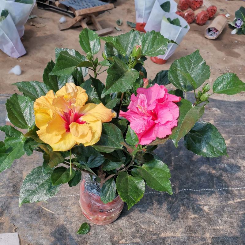 丹麦木槿扶桑花观赏盆栽花阳台客厅庭院四季开花