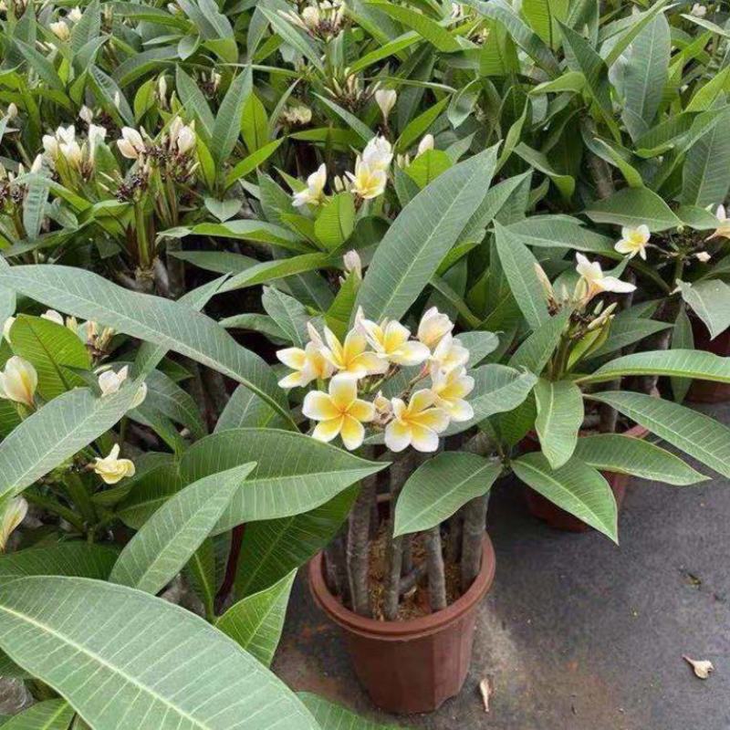 鸡蛋花盆栽花卉绿植珍贵花卉浓香型鸡蛋花树苗夏季开花