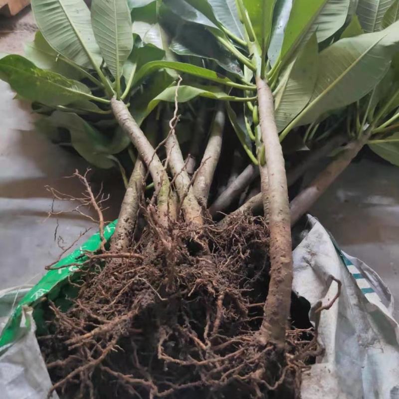 鸡蛋花盆栽花卉绿植珍贵花卉浓香型鸡蛋花树苗夏季开花