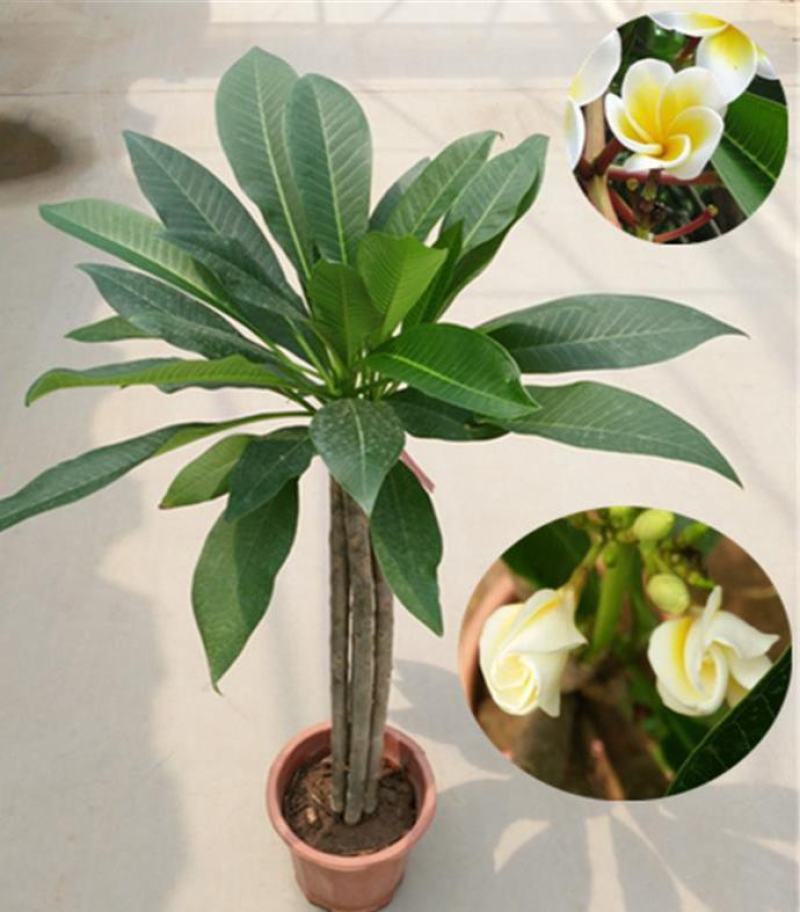 鸡蛋花盆栽花卉绿植珍贵花卉浓香型鸡蛋花树苗夏季开花