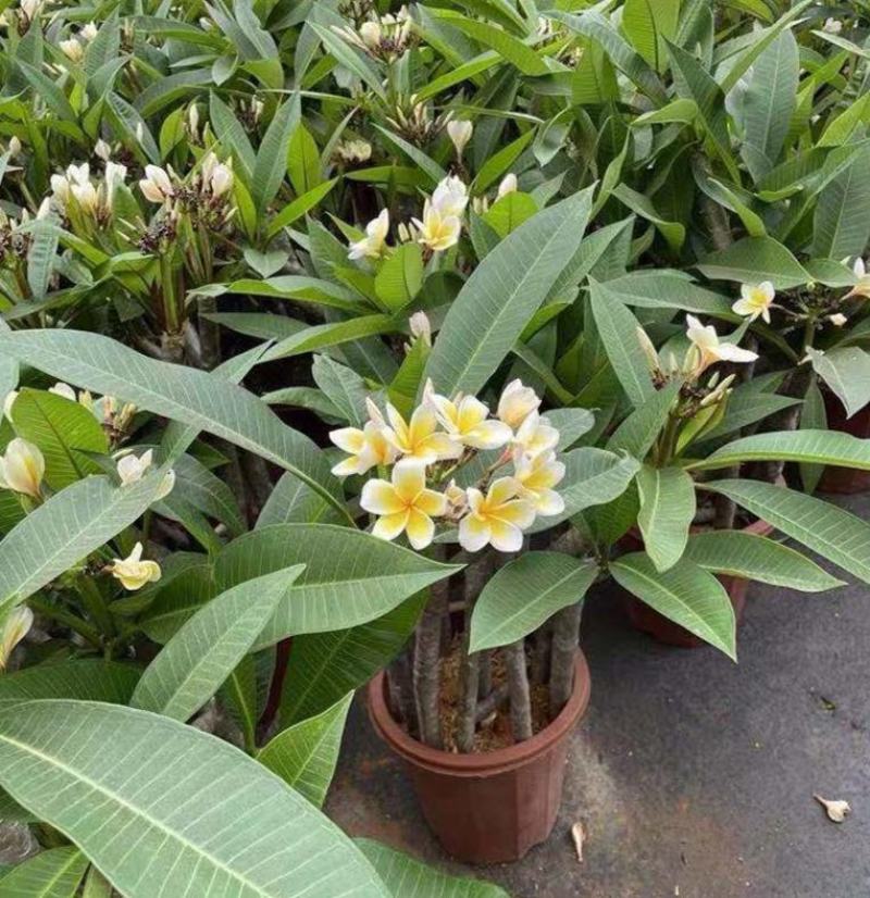 鸡蛋花盆栽花卉绿植珍贵花卉浓香型鸡蛋花树苗夏季开花