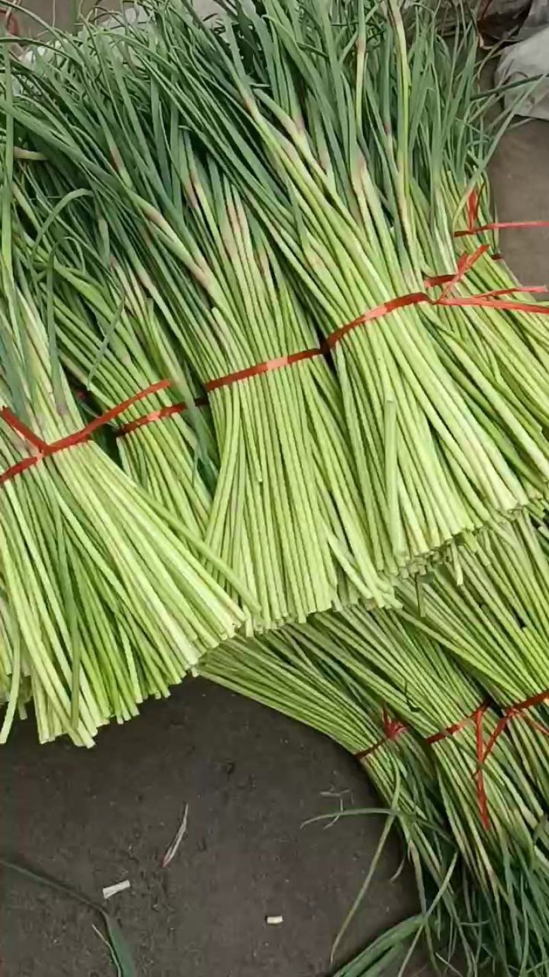 【货源充足】山东临沂红帽蒜薹产地直供一手货源价格便宜