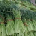 【货源充足】山东临沂红帽蒜薹产地直供一手货源价格便宜