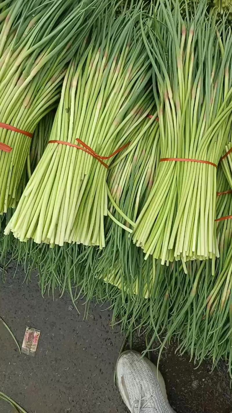【货源充足】山东临沂红帽蒜薹产地直供一手货源价格便宜