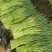 【货源充足】山东临沂红帽蒜薹产地直供一手货源价格便宜
