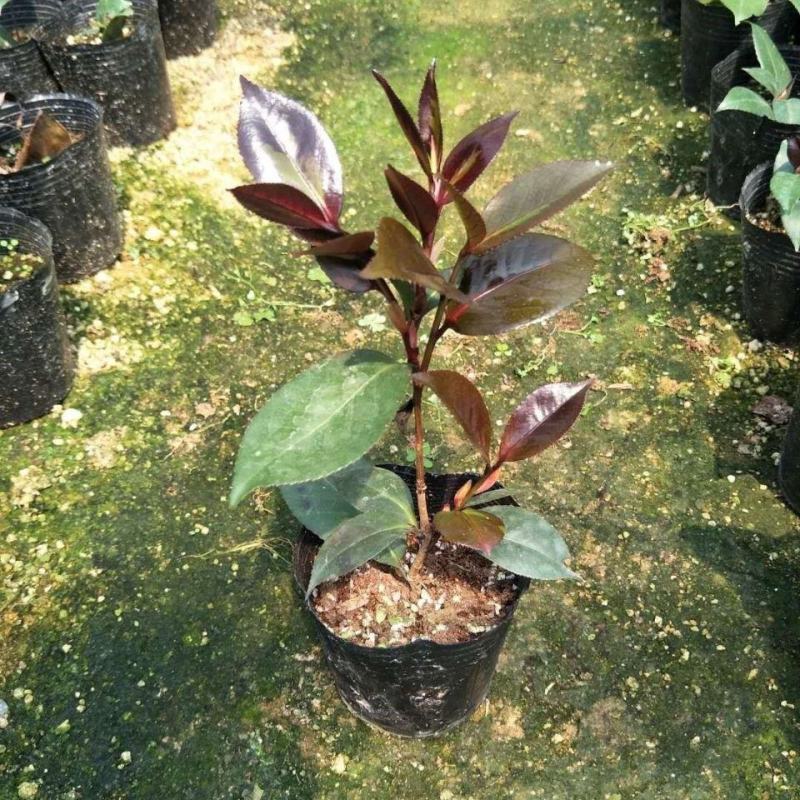 红叶贝拉巨型山茶花绿植花卉阳台客厅庭院室内外盆栽花易养活