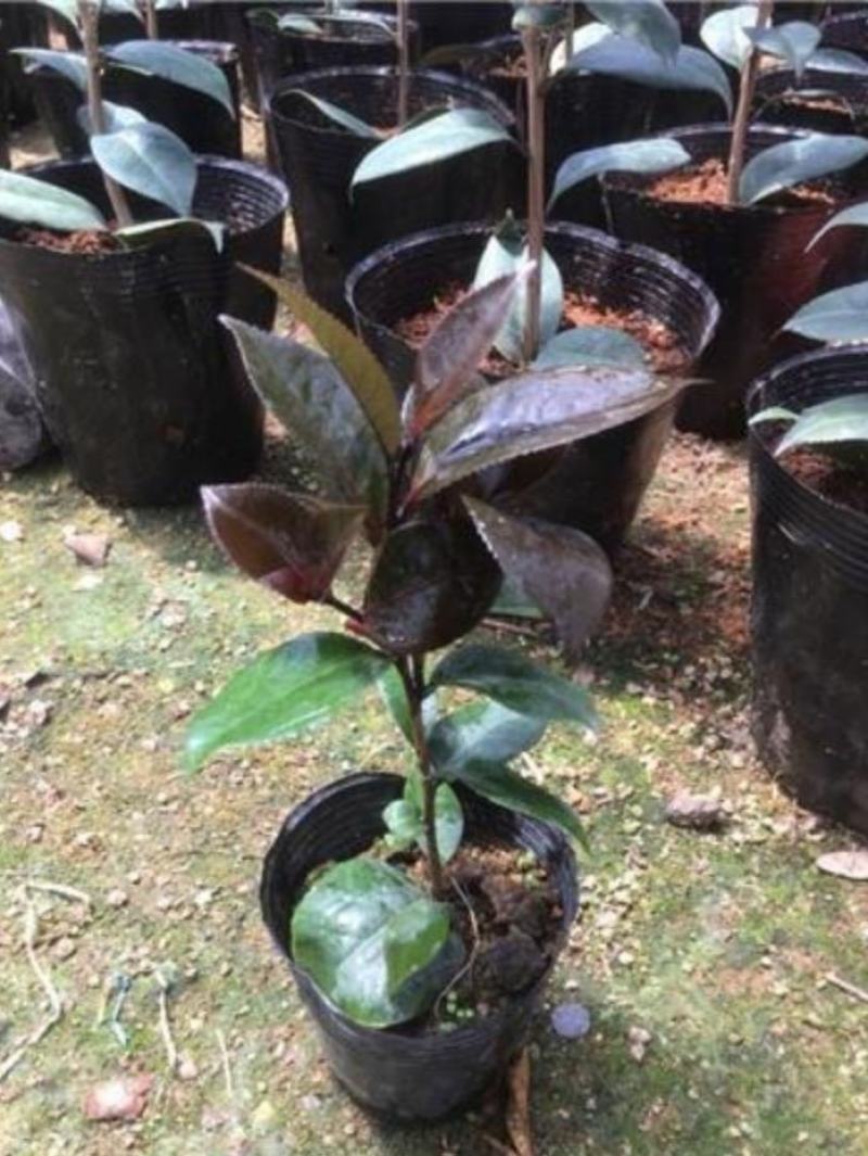 红叶贝拉巨型山茶花绿植花卉阳台客厅庭院室内外盆栽花易养活
