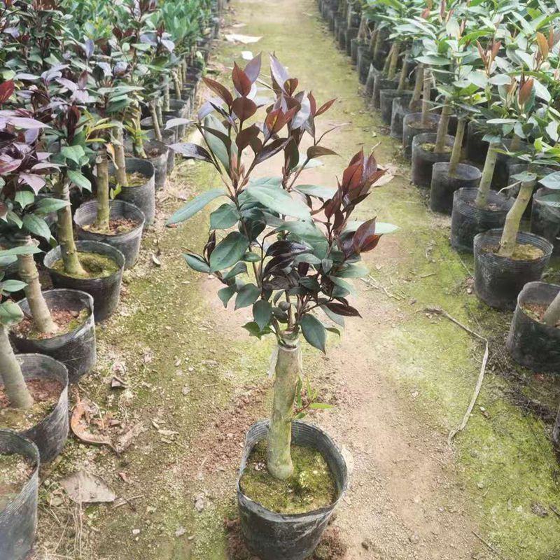 红叶贝拉巨型山茶花绿植花卉阳台客厅庭院室内外盆栽花易养活