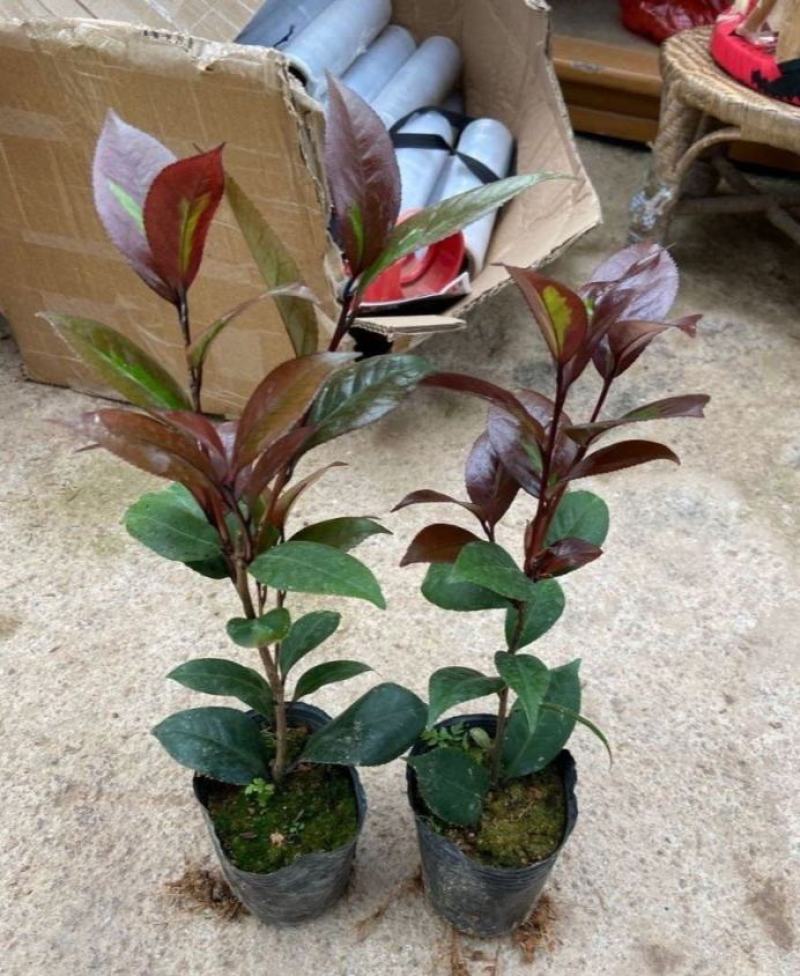 红叶贝拉巨型山茶花绿植花卉阳台客厅庭院室内外盆栽花易养活