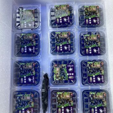 嘉宝果，树葡萄甜度16到19度可一件代发