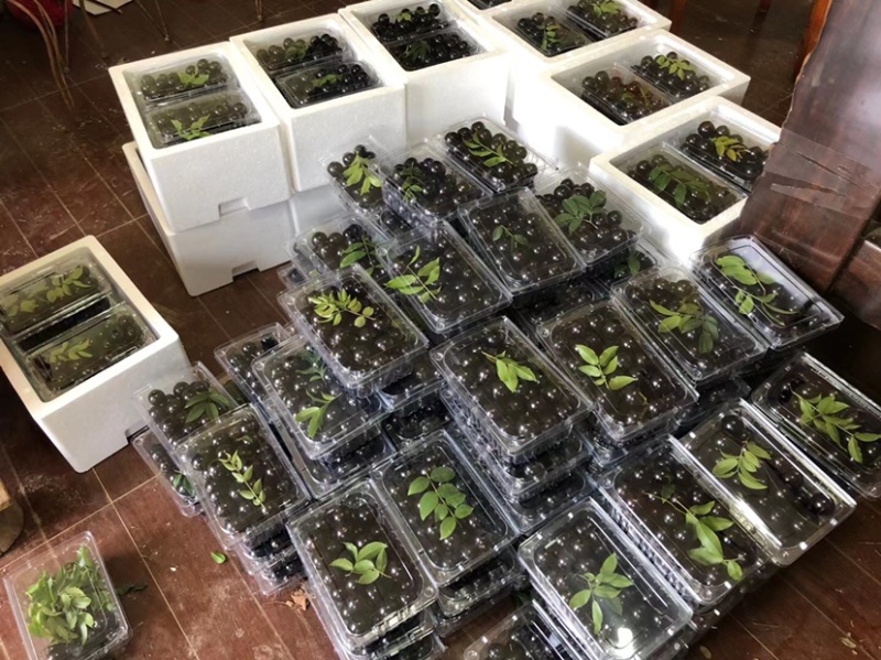 嘉宝果，树葡萄甜度16到19度可一件代发
