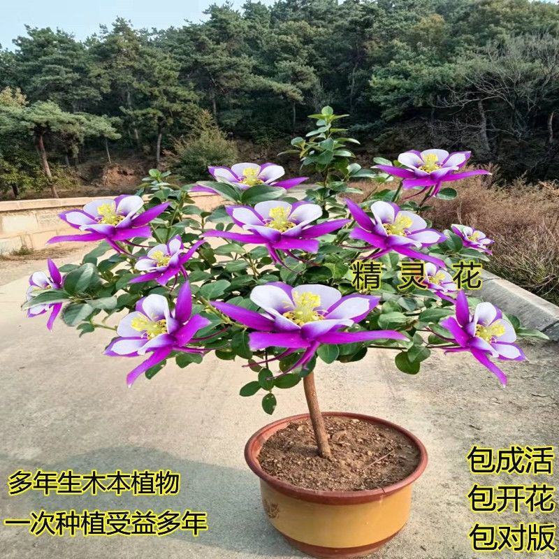 精灵花浓香型大花重瓣耐寒耐冻耐热四季花卉室内室外阳台均可