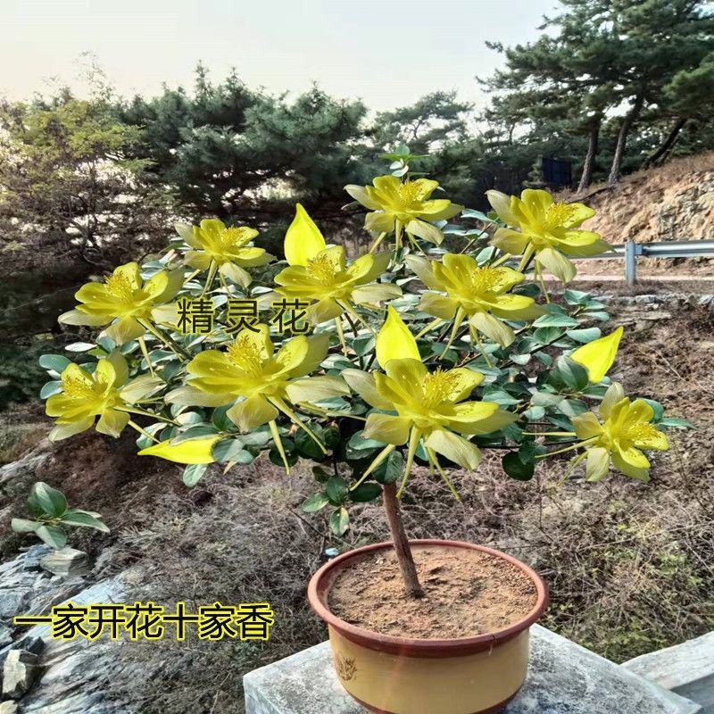 精灵花浓香型大花重瓣耐寒耐冻耐热四季花卉室内室外阳台均可