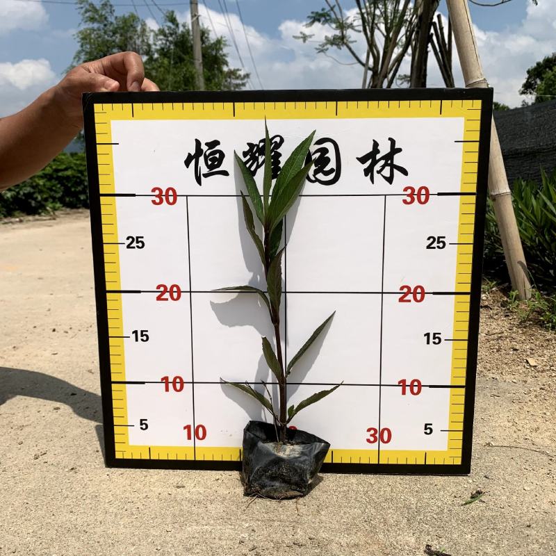 【紫花翠芦莉】5斤袋福建漳州基地直发欢迎合作洽谈