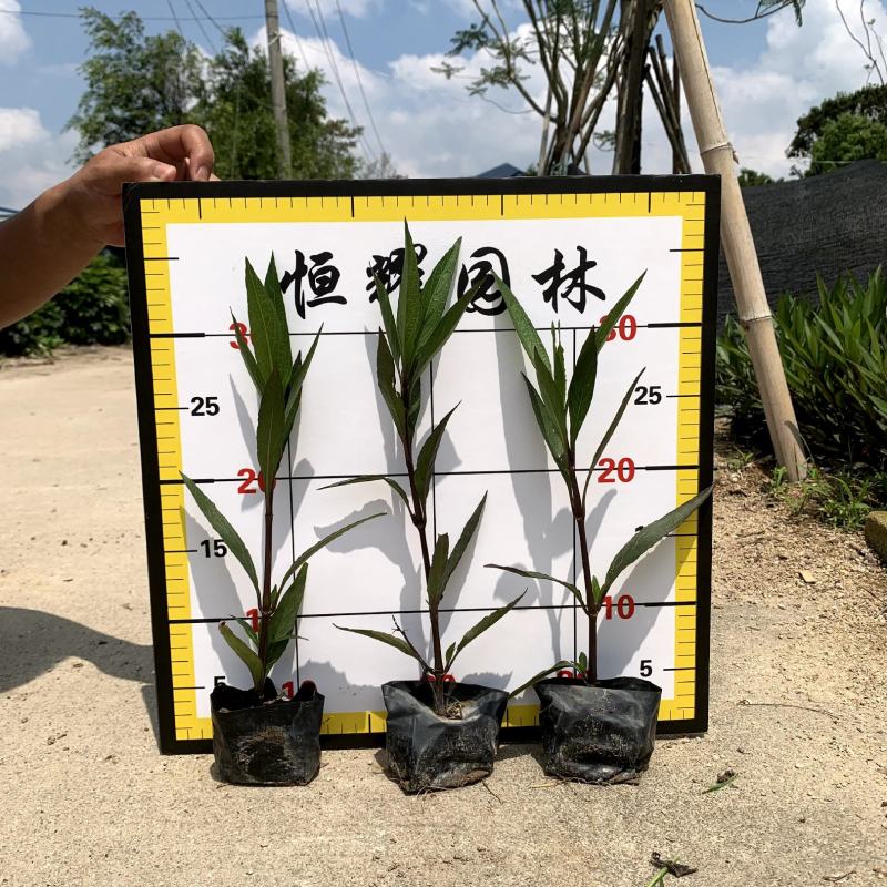 【紫花翠芦莉】5斤袋福建漳州基地直发欢迎合作洽谈