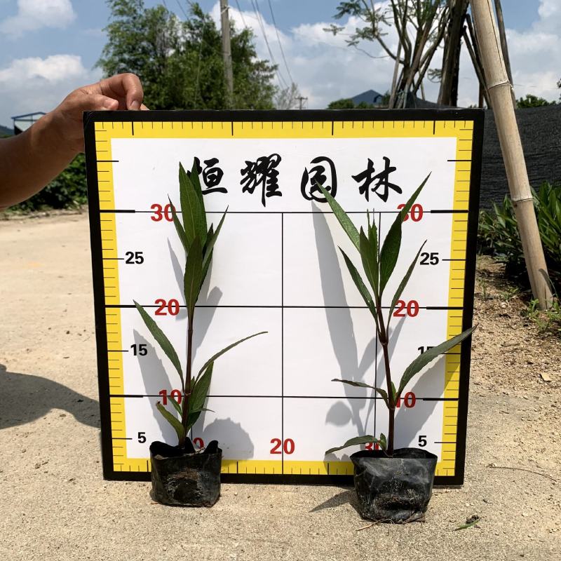 【紫花翠芦莉】5斤袋福建漳州基地直发欢迎合作洽谈