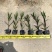 【紫花翠芦莉】5斤袋福建漳州基地直发欢迎合作洽谈
