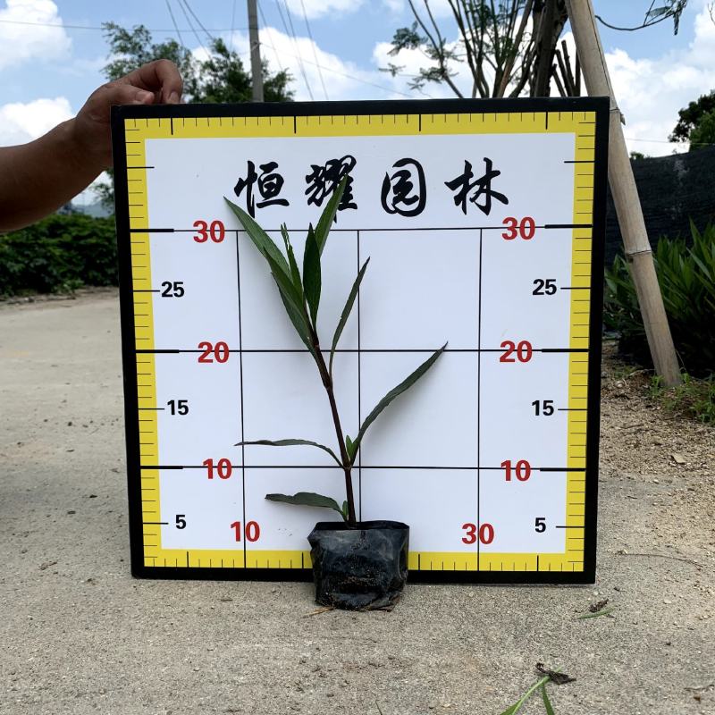【紫花翠芦莉】5斤袋福建漳州基地直发欢迎合作洽谈