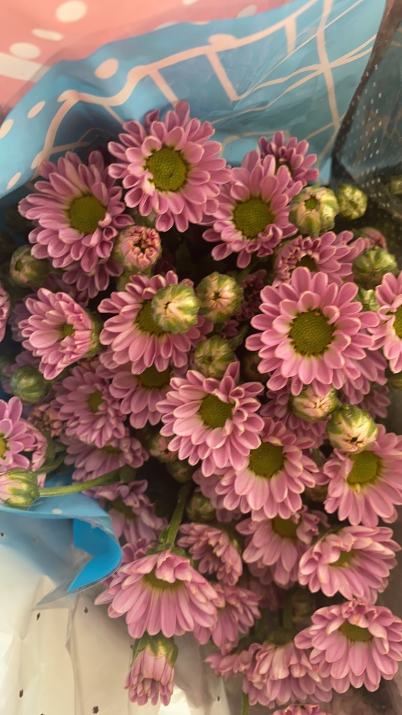 鲜花小雏菊，云南基地直销，量大从优，颜色齐全
