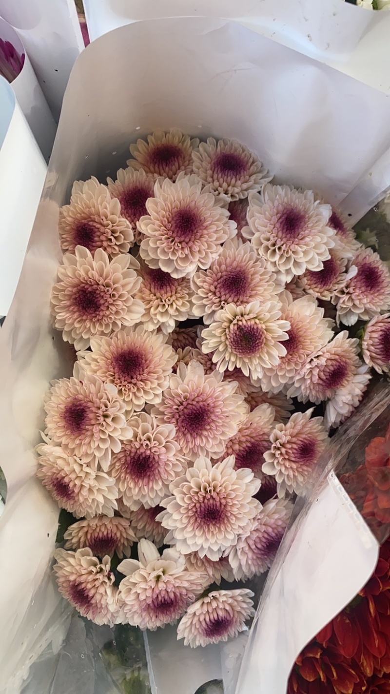 鲜花小雏菊，云南基地直销，量大从优，颜色齐全