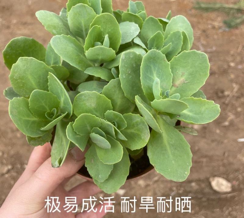 八宝景天花耐寒绿植盆栽八宝景天花庭院绿化工程八宝景天