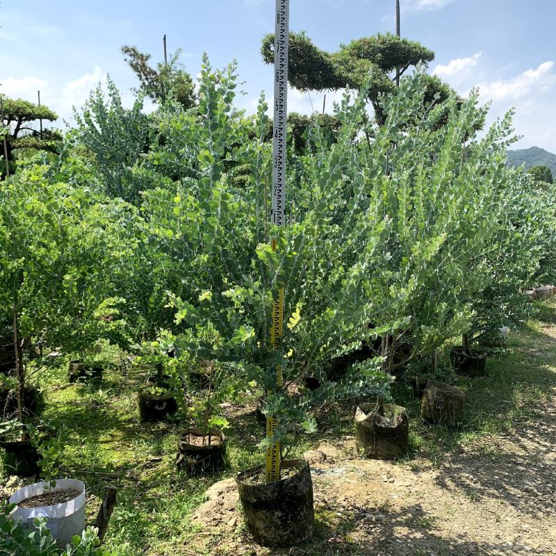 【银叶金合欢珍珠相思银合欢】各种规格欢迎合作详谈