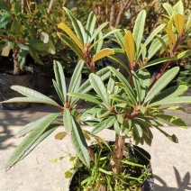 马缨花国旗红熟桩,3年矮化苗,多头多枝,量大优惠基地直发