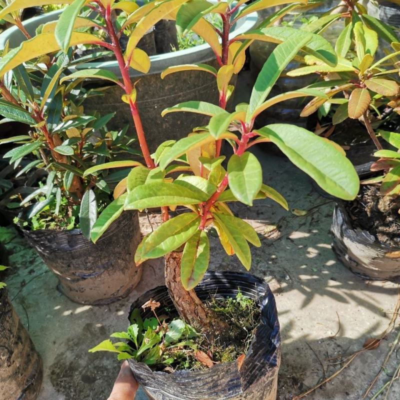 马缨花国旗红熟桩,3年矮化苗,多头多枝,量大优惠基地直发