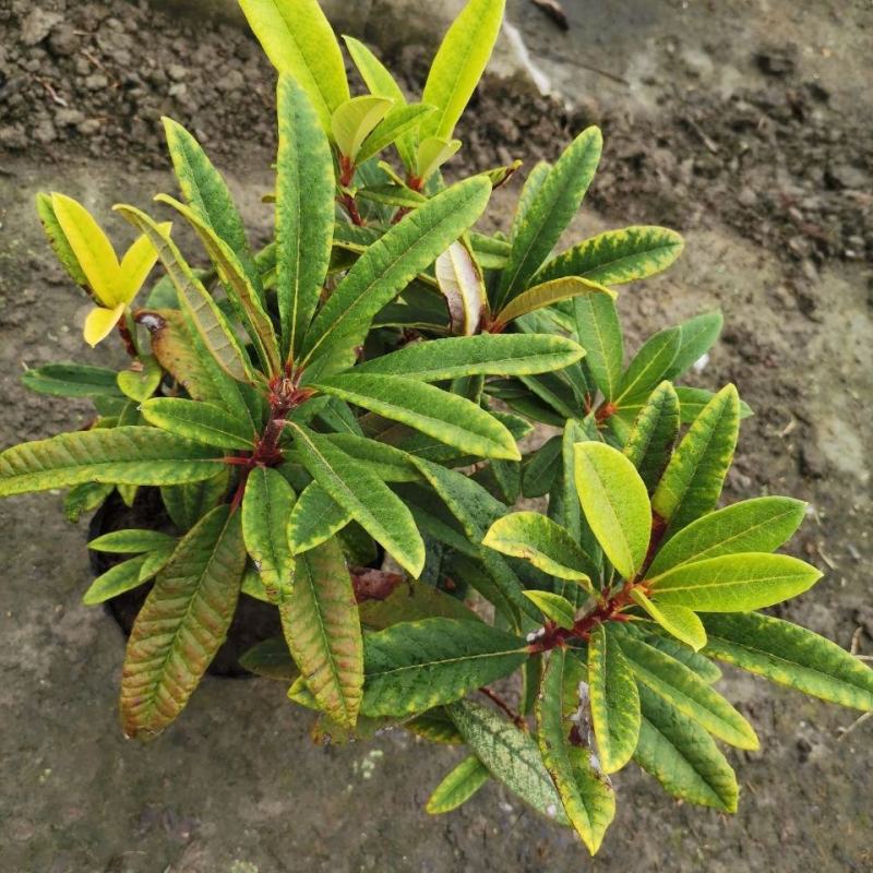 马缨花国旗红熟桩,3年矮化苗,多头多枝,量大优惠基地直发